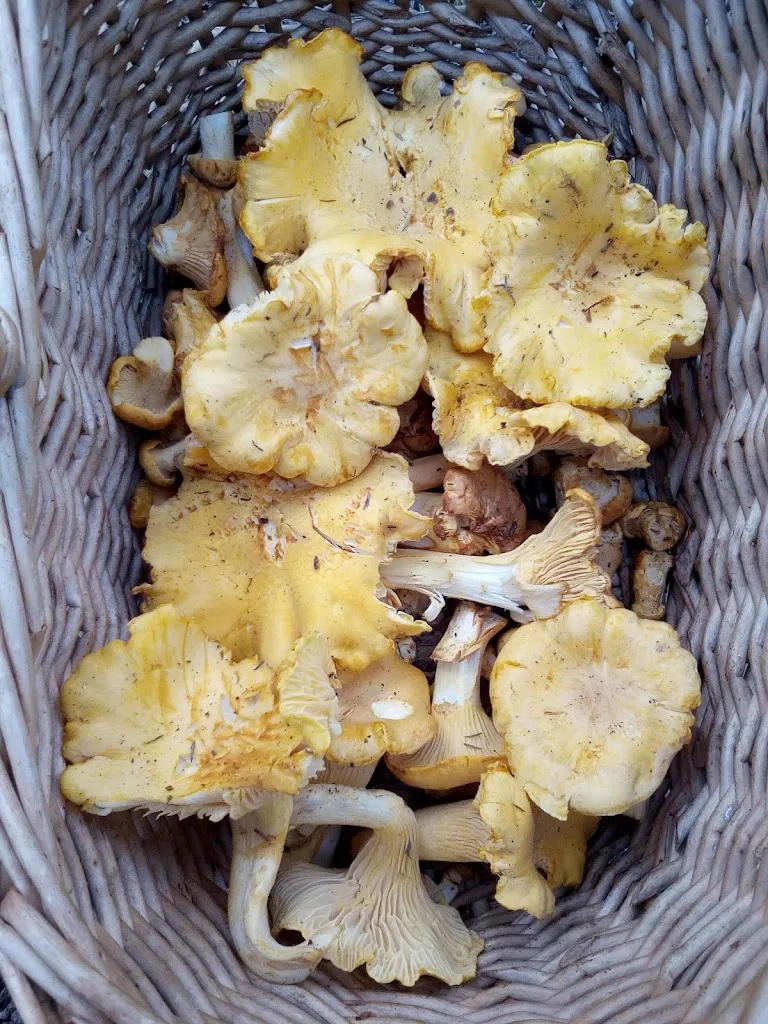 Menu_La Capannina_Baselga di Pinè_image_7