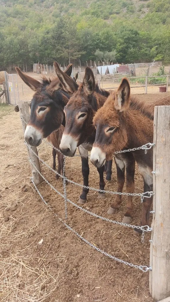 Mark Dyer_Delizie della Fattoria Valle Magica_Castelvecchio Calvisio_review
