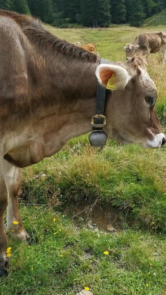 Malga Fossernica di Dentro_Canal San Bovo_slider_image_2