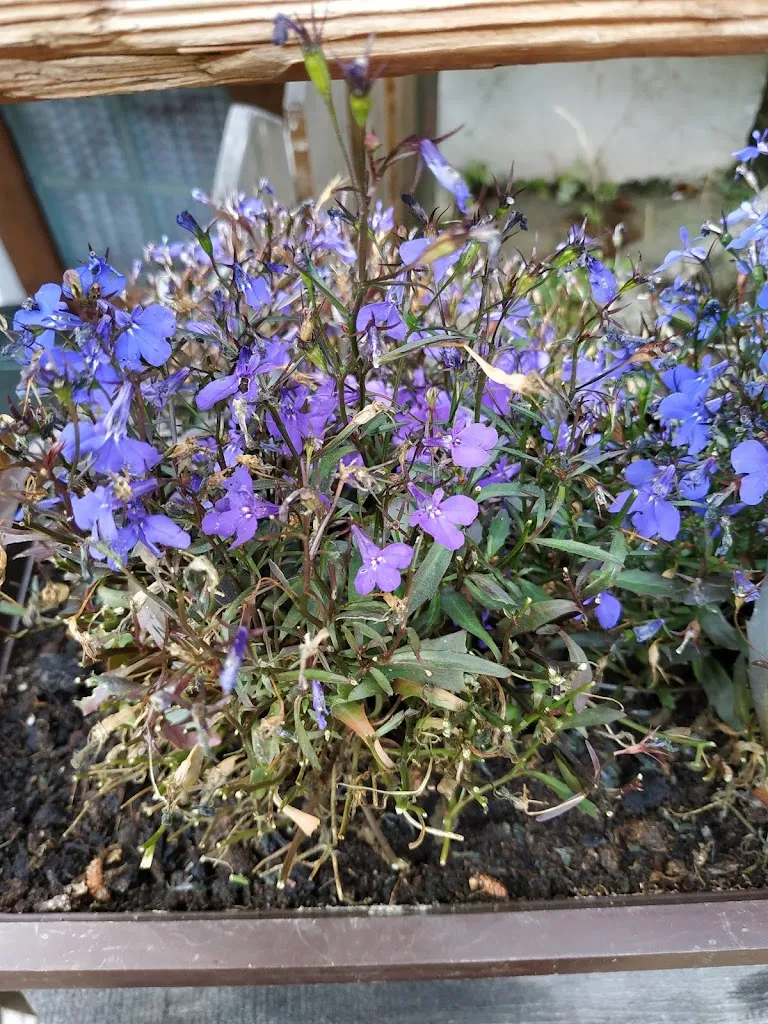 Rossella “Sally” Fanin_Niederhofer Alm_Campo Tures_review