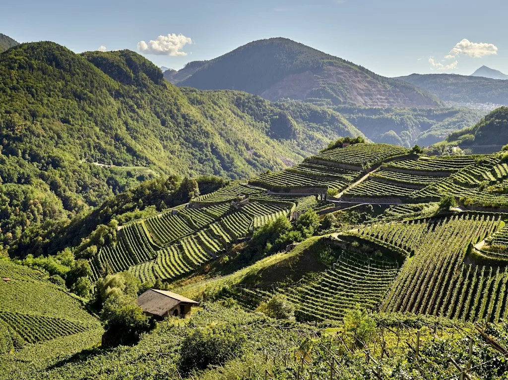 Cembra Cantina di Montagna_Cembra_slider_image_3