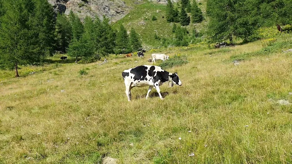 Nestalp_Cogolo_slider_image_2