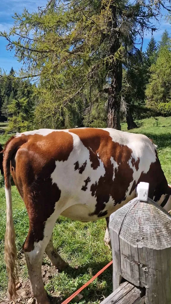 Andrea Zorzi_Rifugio Regole_Malosco_review