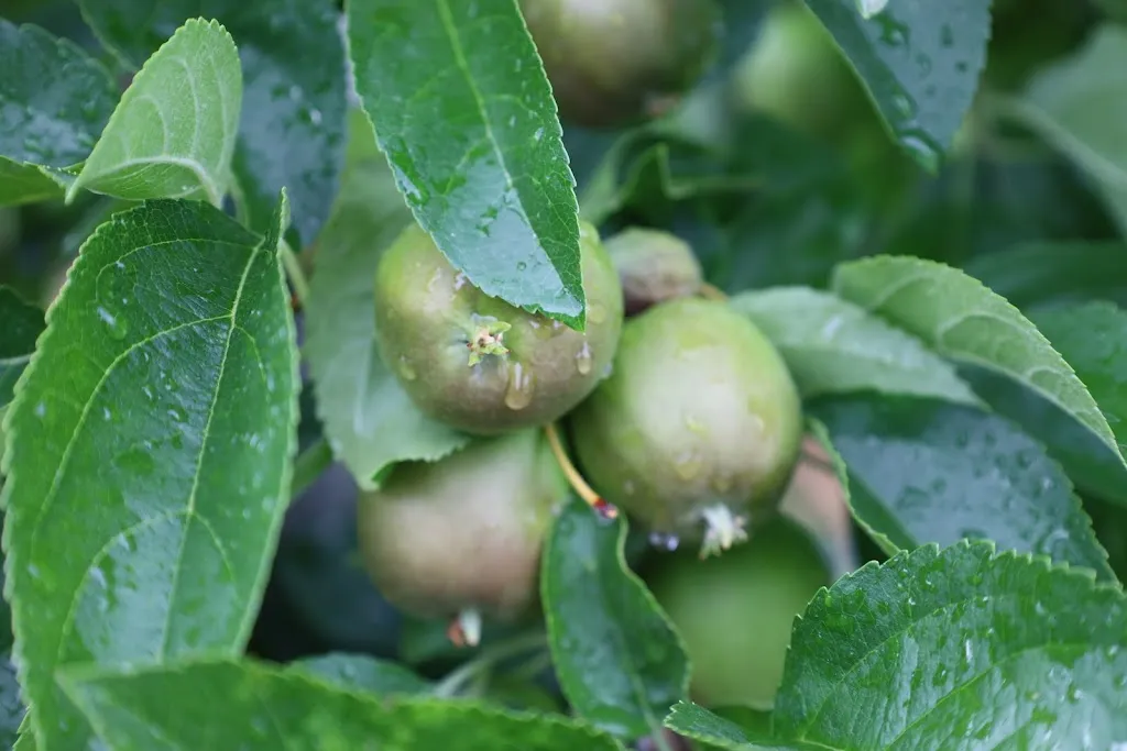 Alexander Öberg_Agritur Castel Vasio_Malosco_review