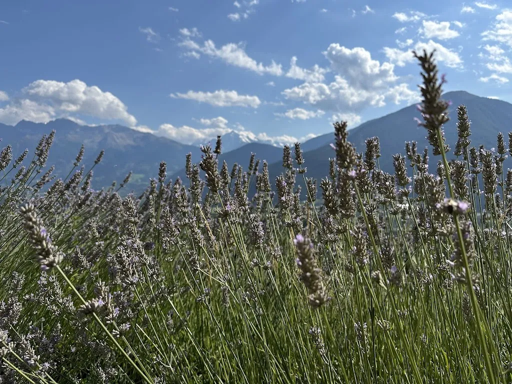 Christian D._Pflonzgortn Solis_Malles Venosta_review