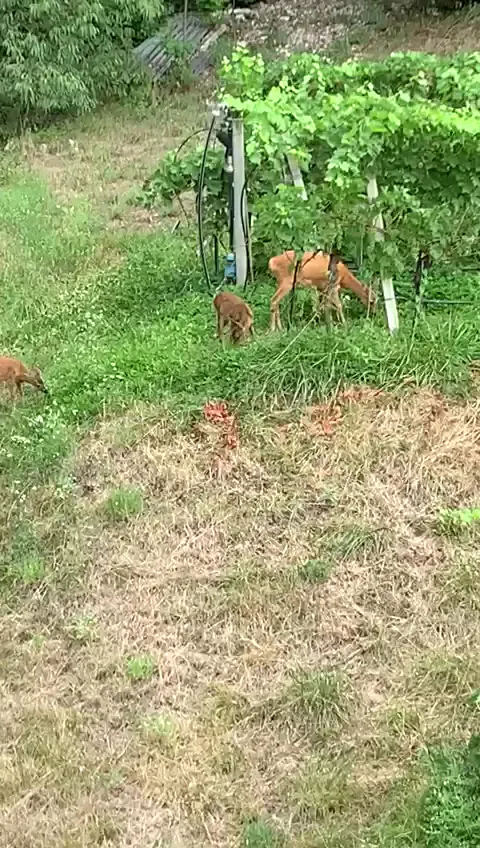 Bar Trattoria Ai Molini_Nogaredo_slider_image_3