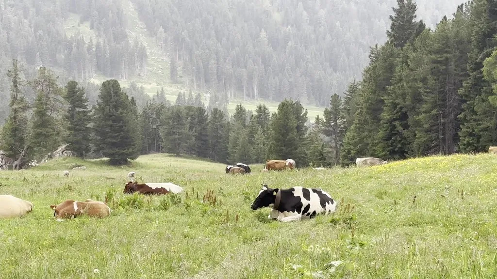 Vivien Mao_Mayrl Alm_Nova Ponente_review