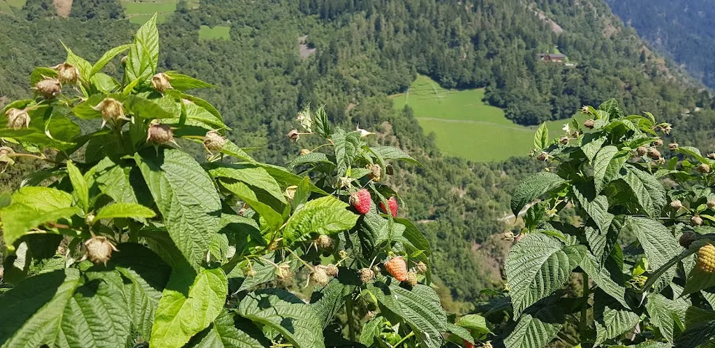 Misa Stanojevic_Ristoro Dursterhof_Parcines_review