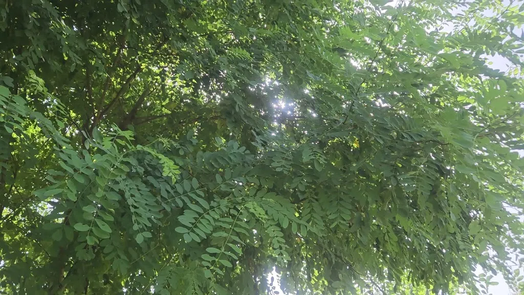 Roy Smith_Lucignolo Martignano_Martignano_recensione