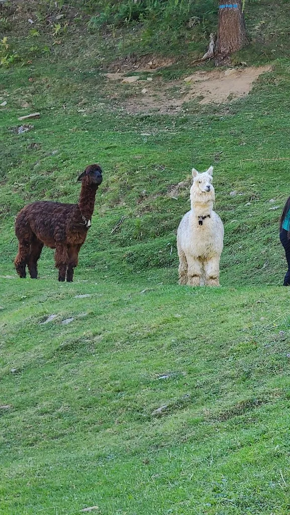 Paolo Malesardi_Malga Fratte Val di Rabbi_Rabbi Fonti_recensione