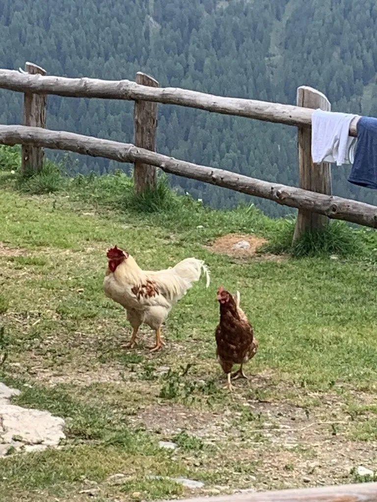 Alessandro betti_Malga Polinar_Rabbi Fonti_review