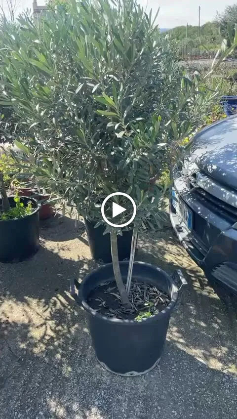 AZ.DA AGRICOLA LA FATTORIA DI MASHA MARUGGIO_Maruggio_slider_image_2