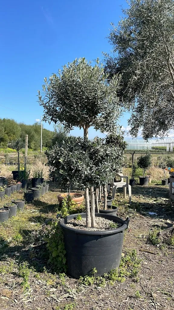 AZ.DA AGRICOLA LA FATTORIA DI MASHA MARUGGIO_Maruggio_slider_image_3