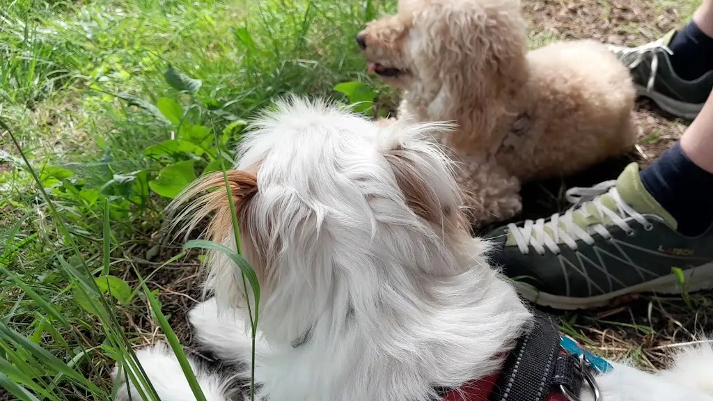 Lorenza Stefanini_Trattoria Castelbarco_Sabbionara_review