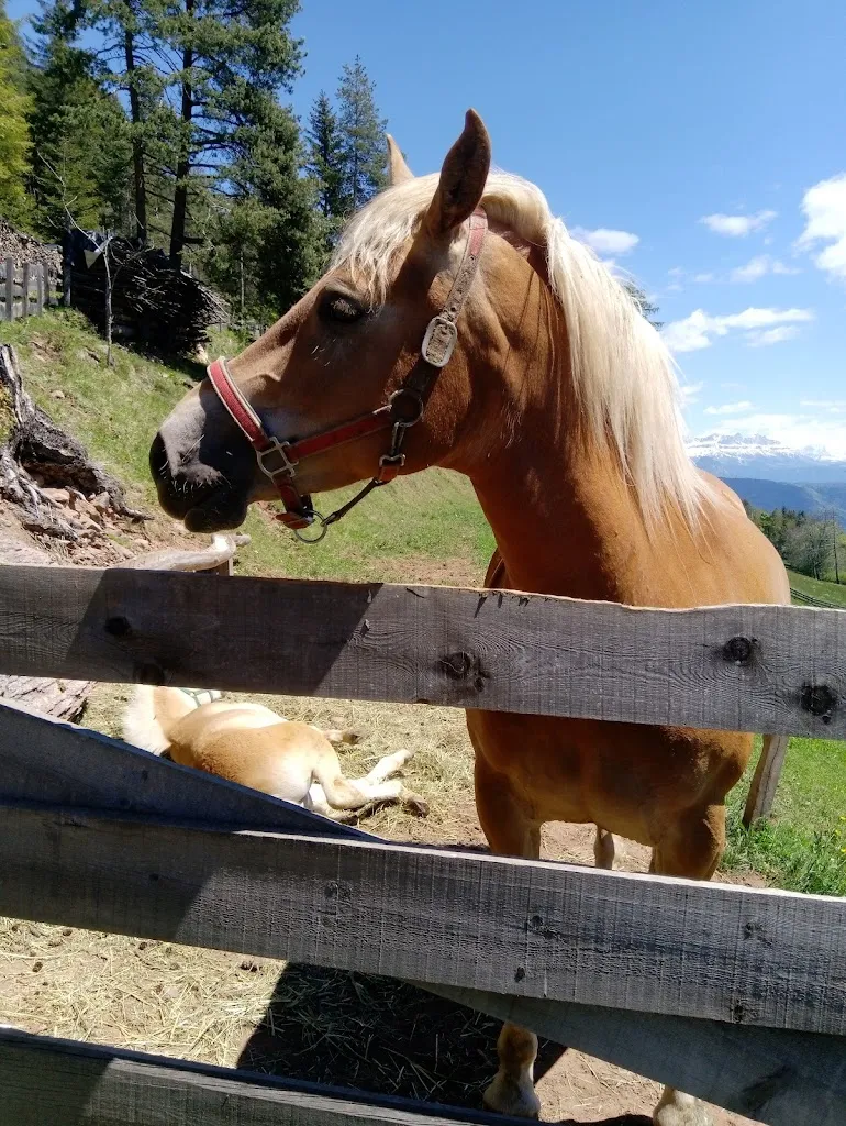 Luca Auteri_Leitlkeller_San Genesio_review