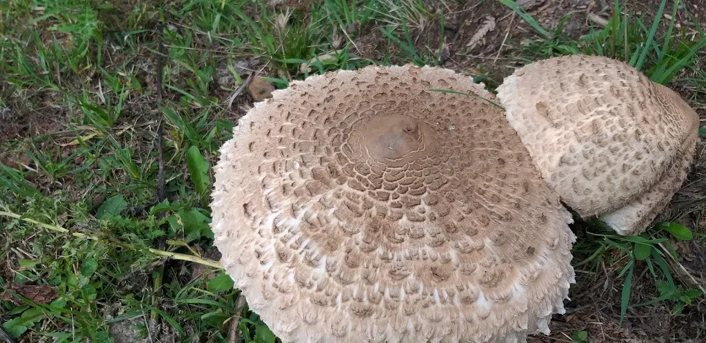 Ml avc_Reiterhof Edelweiss_San Genesio_review