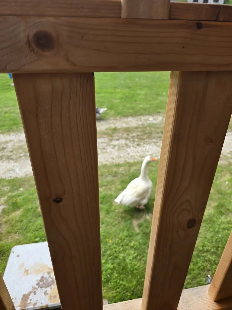 Piera Martinelli_Ristorante Laghetto_Telve_recensione