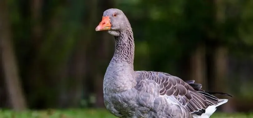 Alberto Massimi_Ristorante Laghetto_Telve_recensione