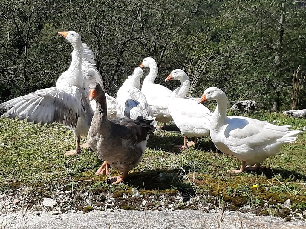 Malga Streva Patrizia Dal Zotto_Vallarsa_slider_image_2