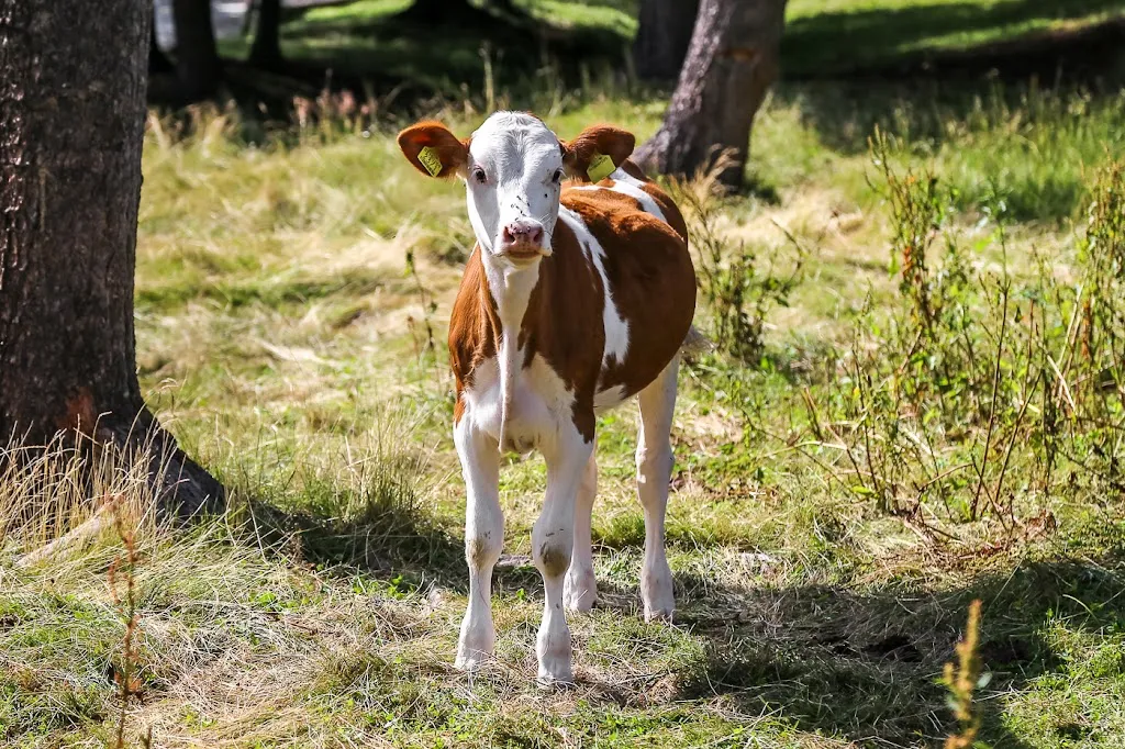 Gasser-Hütte_Villandro_slider_image_3