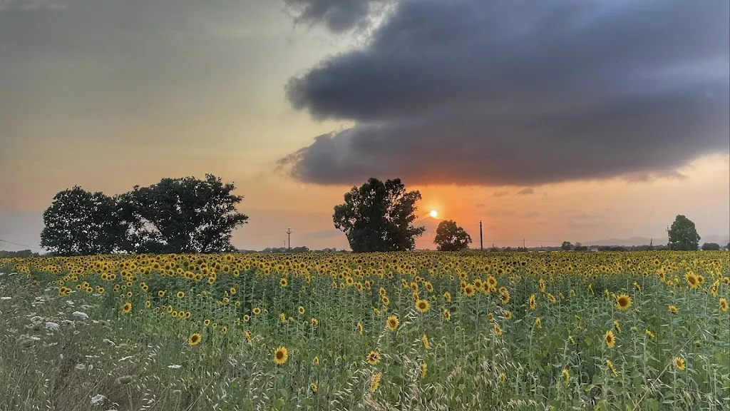 Giulia Longato_Oliveta Orbetello Agriturismo_Albinia_review