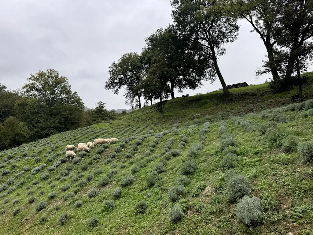 T Fraioli_Il Castelluccio Country Resort_Barberino di Mugello_review