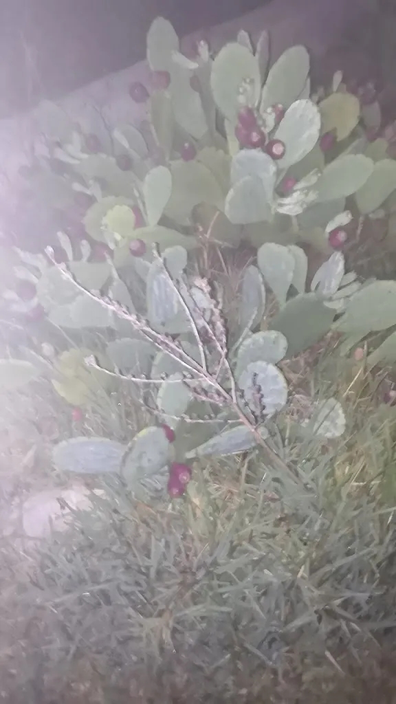 Lorenzo Coppola_Il Sudicio da Nicola_Bientina_review