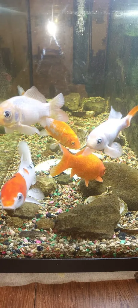 Charlie's Pub pizzeria restaurant in Buonconvento