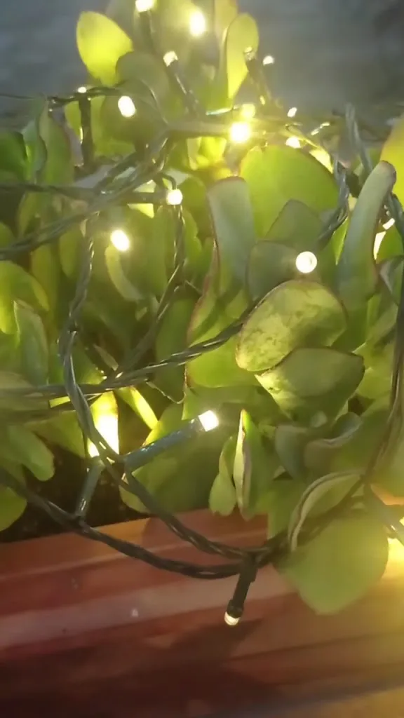 Il Canovaccio restaurant in Campiglia Marittima