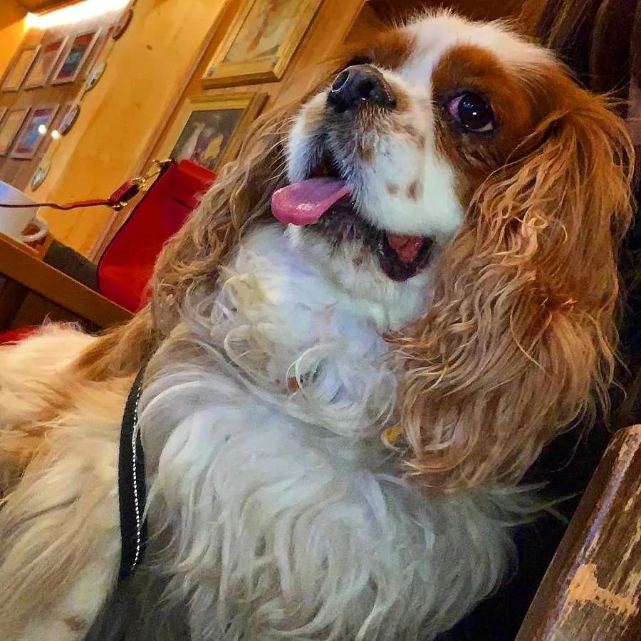 lucia bechara_Ristorante La Castagna_Cantagallo_review