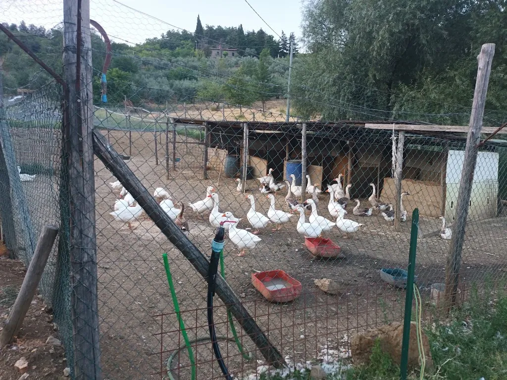 Francesca Calabró_Ristoro La Bocca Unta_Capolona_review