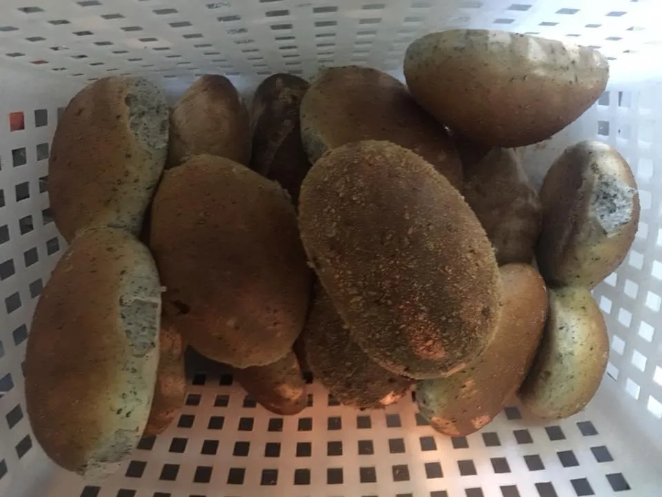 Menu_Panificio Pierini Piero & C._Castelnuovo di Val di Cecina_image_8