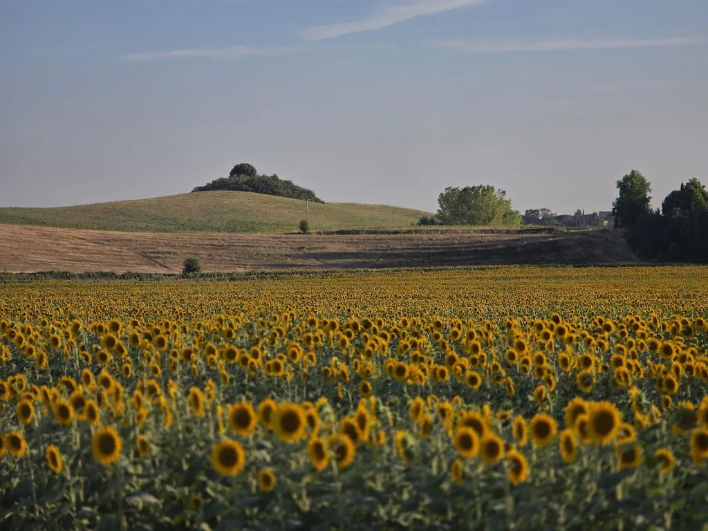 Beso Gagnidze_Le Pietre Vive - Ristorante_Castelnuovo Berardenga_review