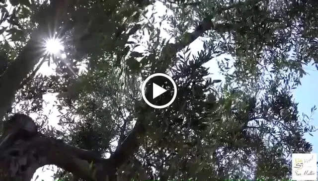 Villaggio San Matteo_Mattinata_slider_image_2