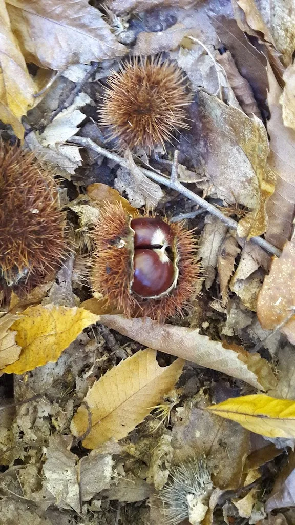 Menu_La Luna_Castelnuovo di Garfagnana_image_3