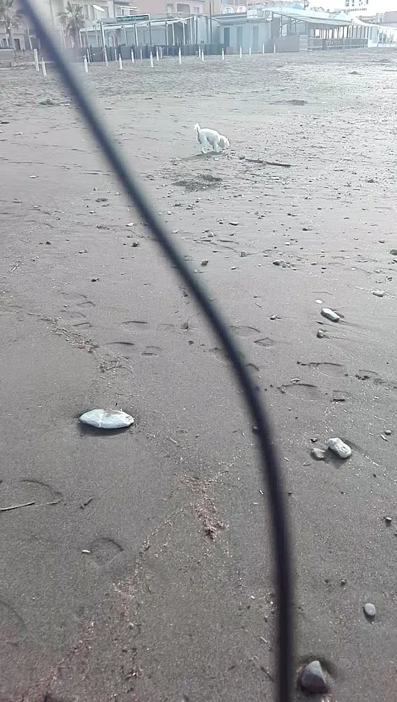 Bagni Sirena Marina di Cecina_Cecina_slider_image_2