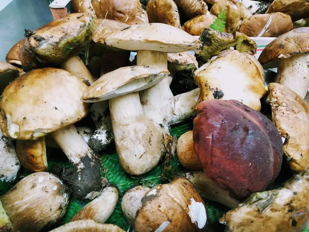 Menu_La Foresteria Monsummano Alto_Cintolese_immagine_6