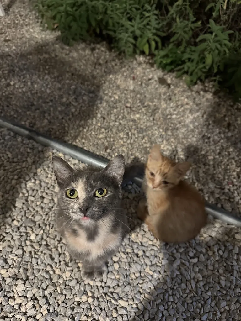 Maria M_Az. Agrituristica Poggio San Piero_Foiano della Chiana_review