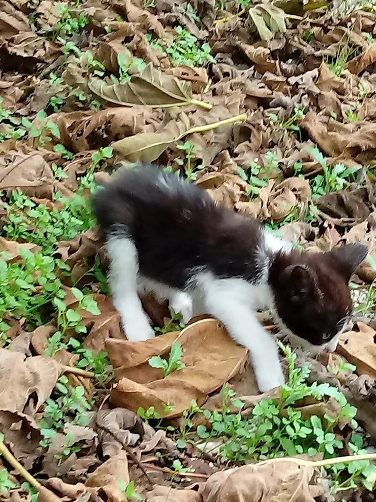 Gabriele Pirozzi_La Taverna degli Antichi Sapori_Cellino Attanasio_review