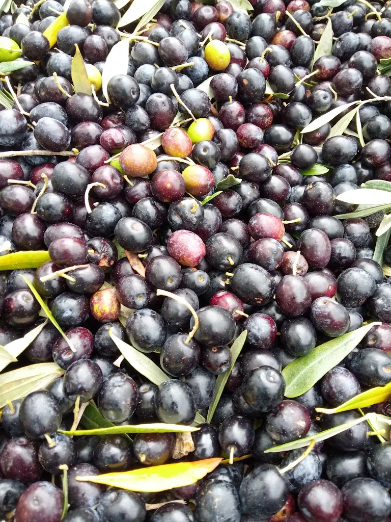 Menu_Agriturismo Podere Risecco_Monterotondo Marittimo_image_4