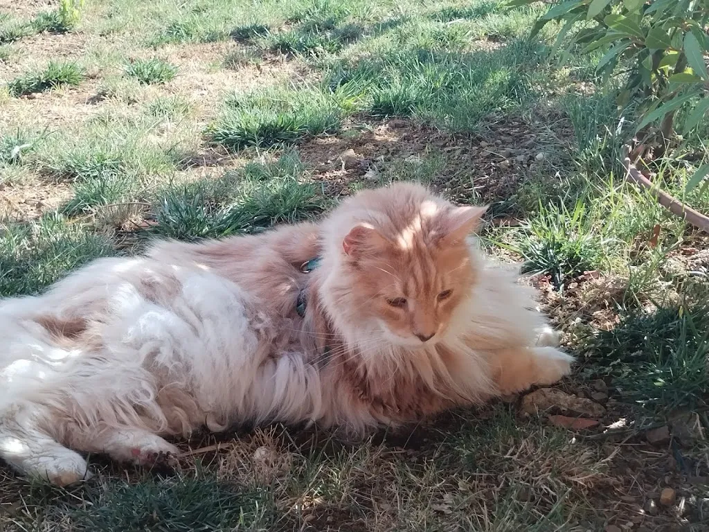 sonia scarfi_Agriturismo Borgo Campetroso_Monterotondo Marittimo_recensione