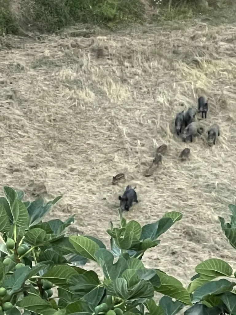 Anders Hede Nielsen_Bar Pizzeria L’Incontro_Monticiano_review