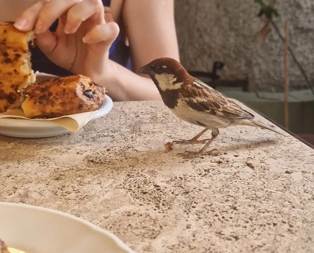 Igor Chrzanowski_Bistrot Fidelio_Pienza_review