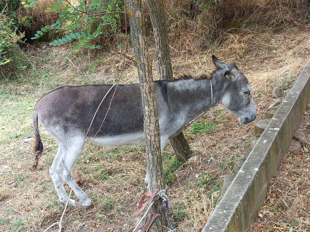 Maria Angela Di Leo_Agriturismo La Cerasola - Masseria Grosso_Monteleone di Puglia_review