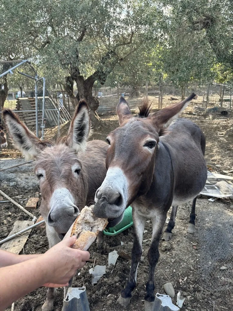 Nisha Mistry_La Fattoria dei Crociali_Quarrata_review