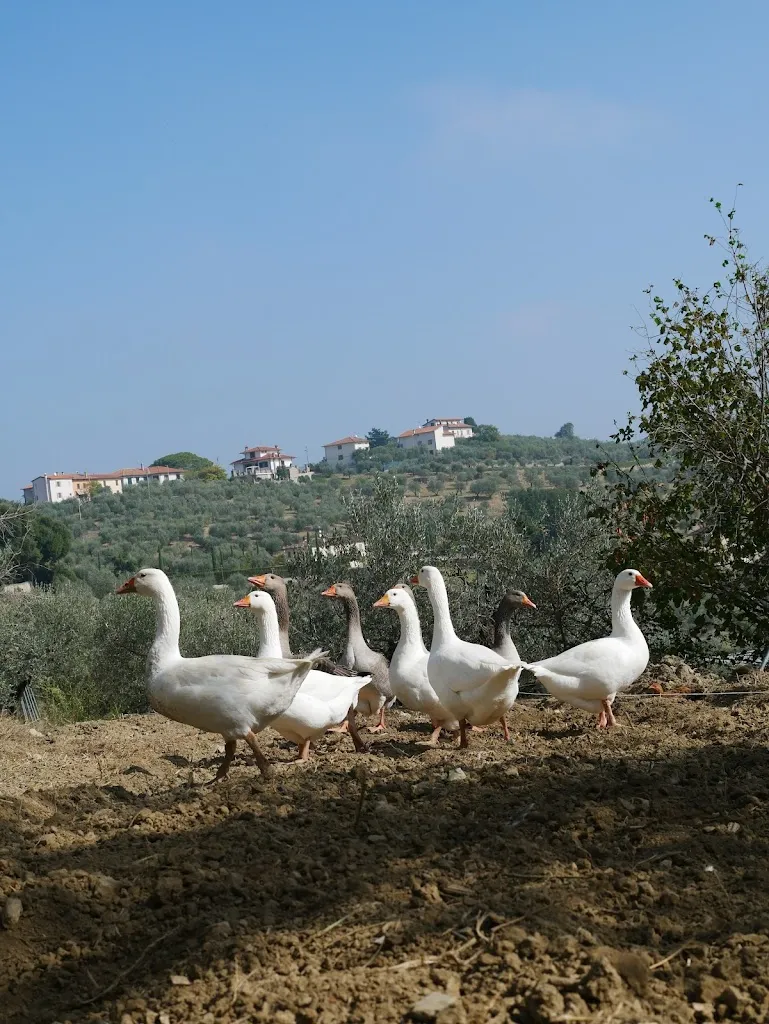 La Fattoria dei Crociali restaurant in Quarrata