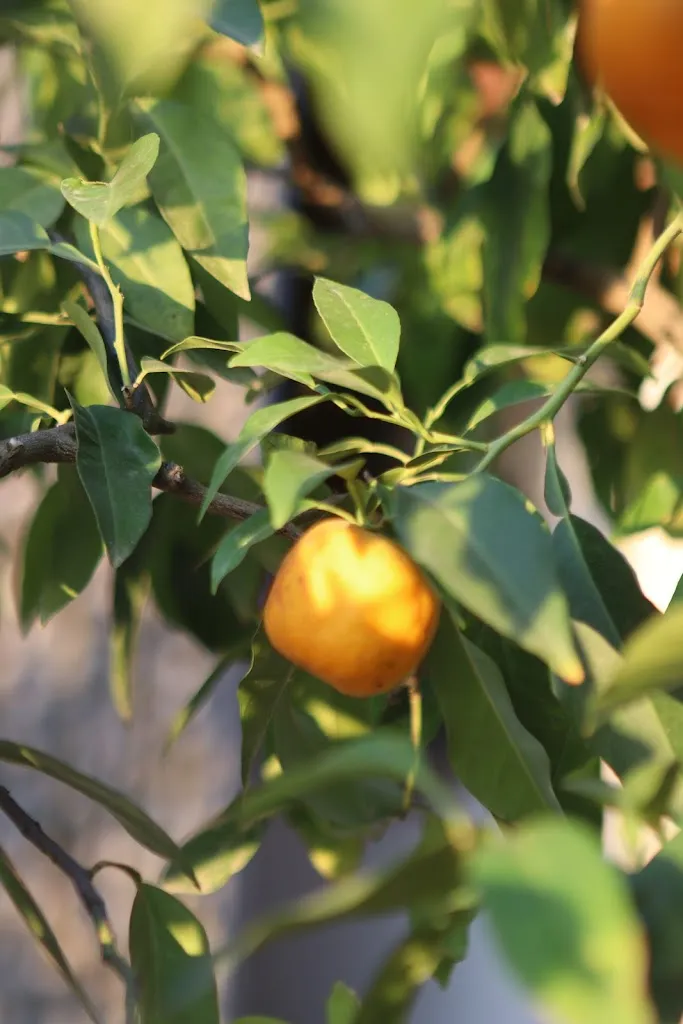 Asta V_Il Borgo Machiavelli_San Casciano in Val di Pesa_review