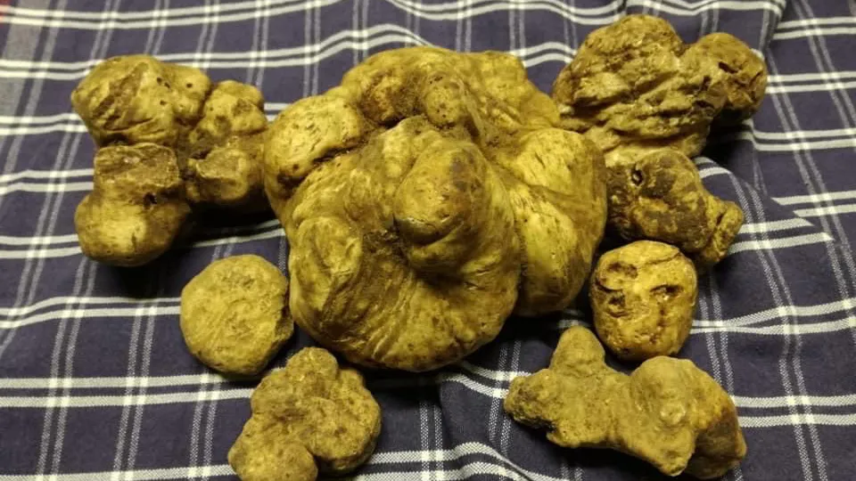 Osteria l'Upupa_San Miniato_slider_image_3