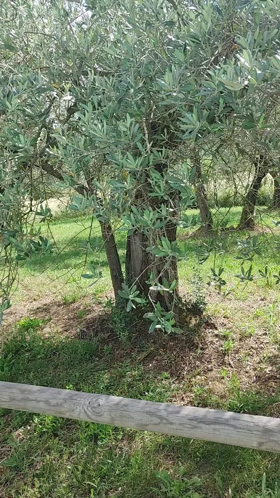 Agriturismo Il Cerreto_Cannara_slider_image_2