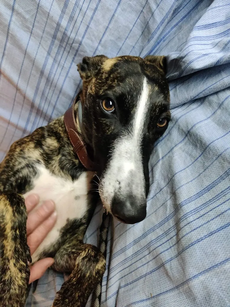 heidi klassen_Vecchia Trattoria la bohème_Città di Castello_review